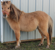 Main picture of Mare Amber, a Bay Dun Mare