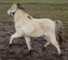 Main picture of Mare CoCO, a Buttermilk Buckskin Mare