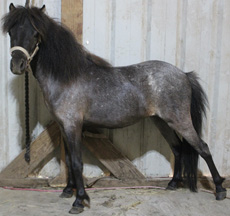 Main picture of Mare Diamond, a Blue Roan Mare