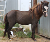 Main picture of Mare Domino, a Black Overo Mare