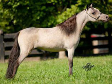 Main picture of Mare Miniature Horse Dream, a buckskin mare