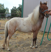 Main picture of Mare Fancy, a Bay Roan Pinto Mare