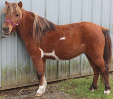 Main picture of Mare Fawn, a Bay Pinto Mare