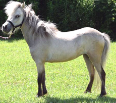 Main picture of Mare Frost, a Silver Bay Mare