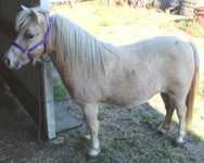 Main picture of Mare Harmony, a Palomino Overo Mare