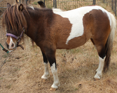 Main picture of Mare Libby, a Bay Pinto Mare