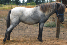 Main picture of Mare Sylvie, a Blue Roan Appy Mare