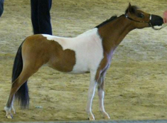 Main picture of Mare BayB, a Bay Pinto Mare