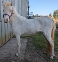 Main picture of Mare Perl, a Perlino Mare