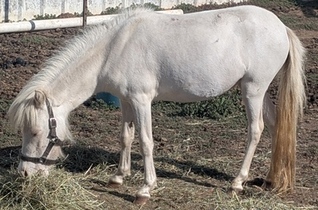 Main picture of Mare Perl, a Perlino Mare