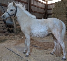 Main picture of Mare Shimmer, a Palomino Mare