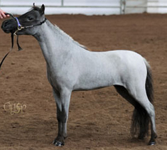 Main picture of Mare Sky, a Blue Roan Mare