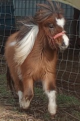 Main picture of Mare Sofie, a Bay Pinto Mare