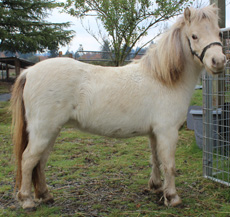 Main picture of Mare Spritzy, a Silver Bay Roan Champagne Mare