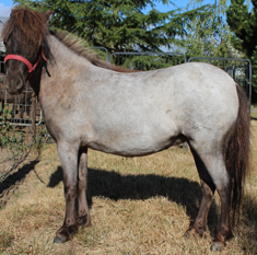 Main picture of Mare Sylvie, a Blue Roan Mare