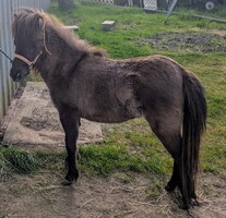 Main picture of Mare Whizkey, a Grulla Mare
