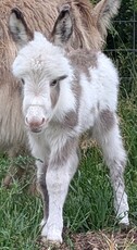 Main picture of Mare Addy, a Sorrel Pinto Mare
